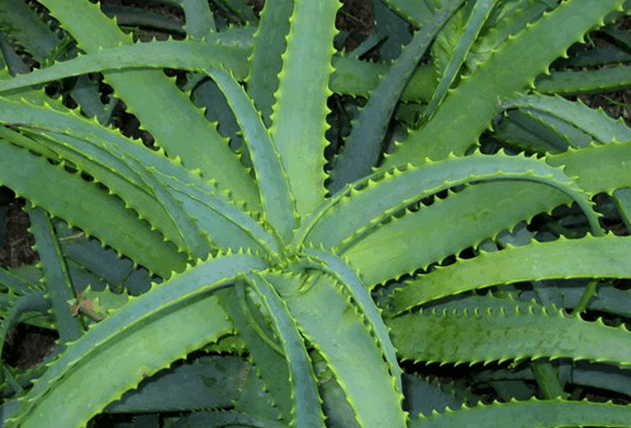 Kalanchoe tratează afecțiunile masculine